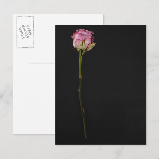 Roze roze roze 3 briefkaart (Voorkant / Achterkant)