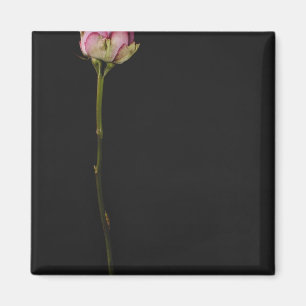 Roze roze roze 3 magneet