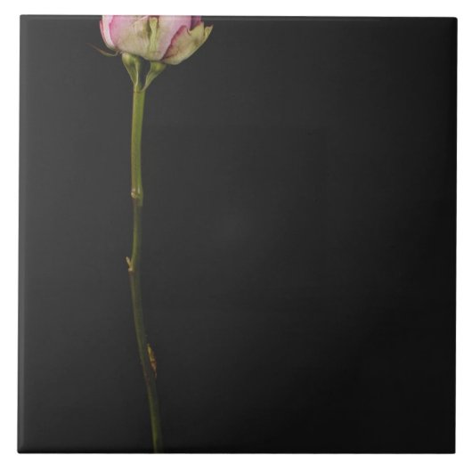 Roze roze roze 3 tegeltje (Voorkant)