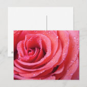Roze roze roze benzine met waterdruppels. Macro Sh Briefkaart (Voorkant / Achterkant)