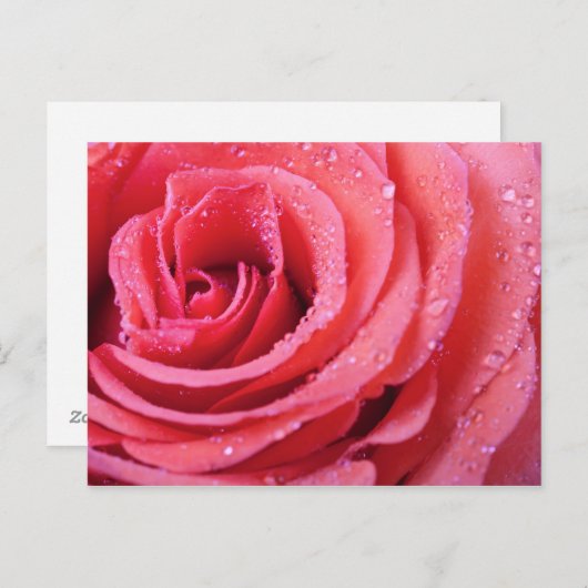 Roze roze roze benzine met waterdruppels. Macro Sh Briefkaart (Voorkant / Achterkant)