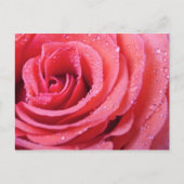 Roze roze roze benzine met waterdruppels. Macro Sh Briefkaart (Voorkant)