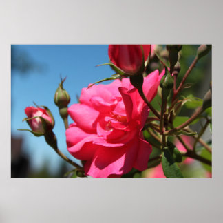 roze roze roze bloem en blauwe hemel poster
