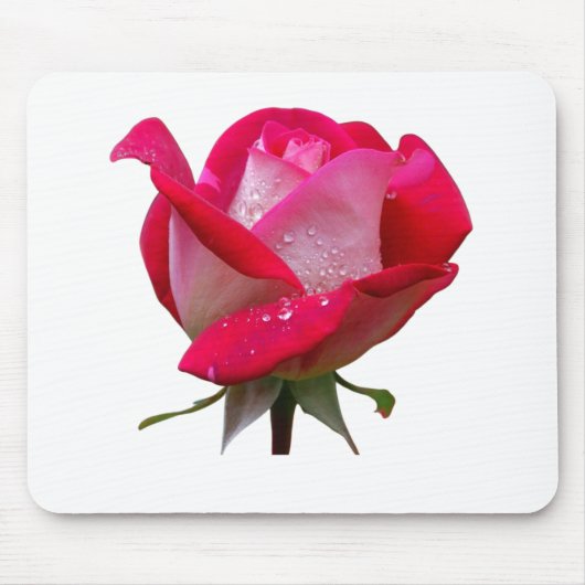 roze roze roze bloem met waterdruppels florale vin muismat (Voorkant)
