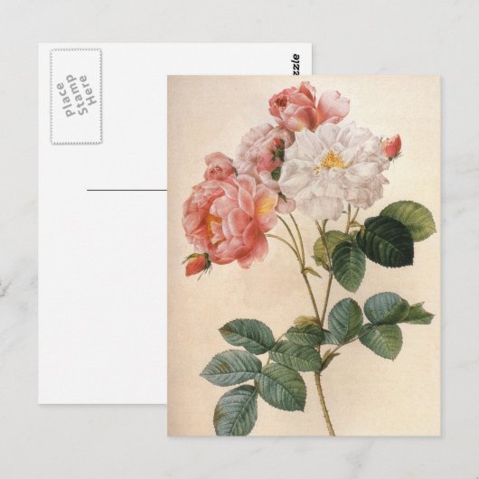  roze roze roze Briefkaart (Voorkant / Achterkant)