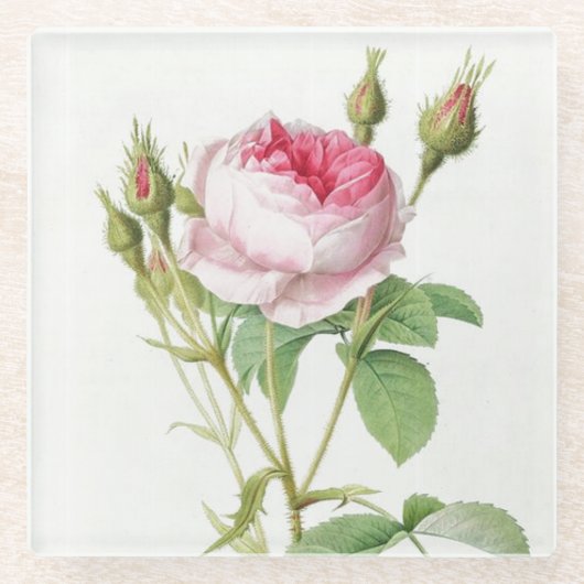 Roze roze roze Roos glas Onderzetter (Voorkant)