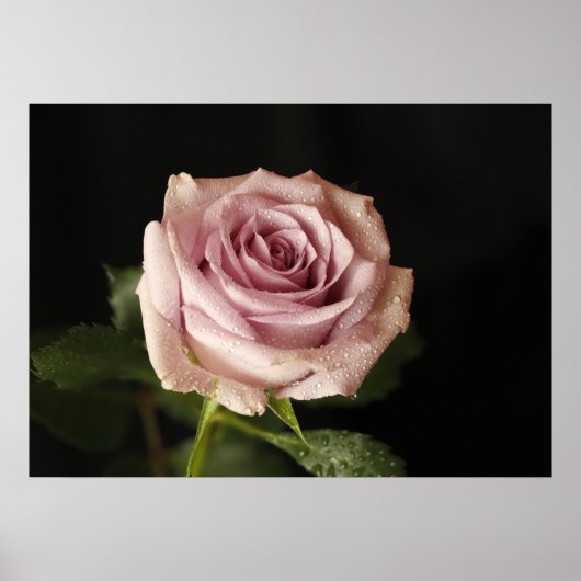 roze roze roze roos poster (Voorkant)