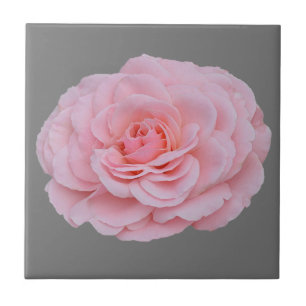 Roze roze roze roze roos tegeltje