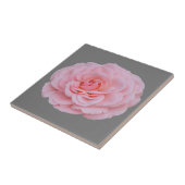 Roze roze roze roze roos tegeltje (Zijkant)
