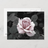 Roze roze roze roze roze roze druk briefkaart (Voorkant / Achterkant)