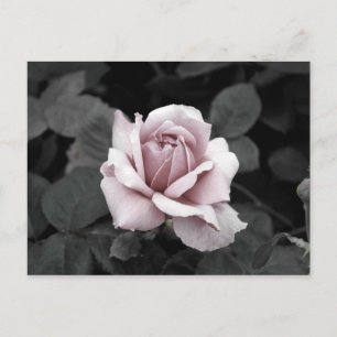 Roze roze roze roze roze roze druk briefkaart