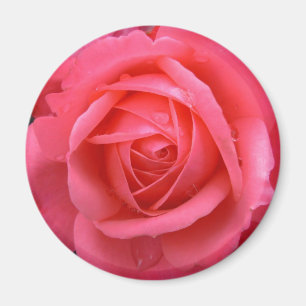 Roze roze roze roze roze roze roze rots geeft keep magneet