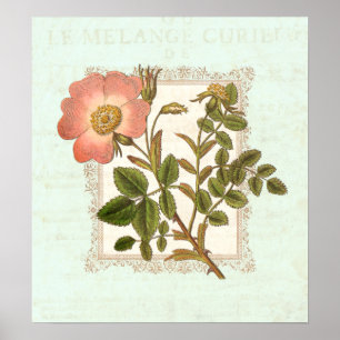  roze roze roze shabby legance poster