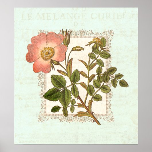  roze roze roze shabby legance poster (Voorkant)