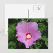 Roze roze roze van slijmvlieg briefkaart (Voorkant / Achterkant)