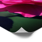 Roze roze roze volledig dicht poster (Hoek)