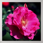 Roze roze roze volledig dicht poster (Voorkant)