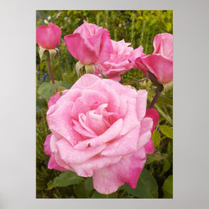 Roze Roze Rozen Bloemen Tuin Poster