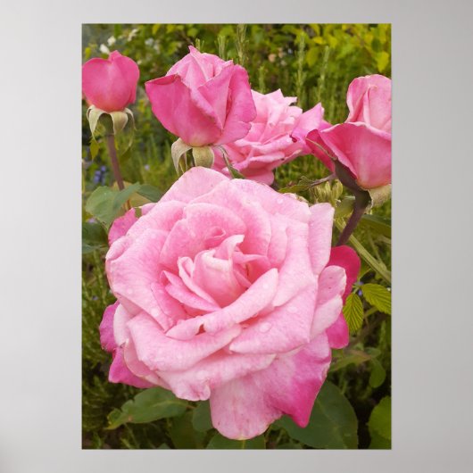 Roze Roze Rozen Bloemen Tuin Poster (Voorkant)