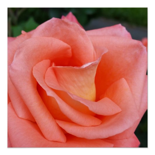 roze roze rozenbladen poster (Voorkant)