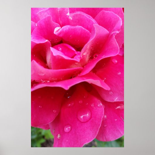 roze roze rozenbladen poster (Voorkant)