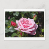 roze roze rozenbloemen gefeliciteerd met hun verja briefkaart (Voorkant)