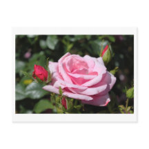 roze roze rozenbloemen gefeliciteerd met hun verja