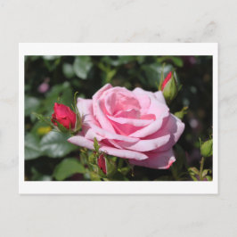 roze roze rozenbloemen gefeliciteerd met hun verja briefkaart