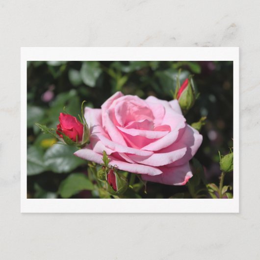 roze roze rozenbloemen gefeliciteerd met hun verja briefkaart (Voorkant)