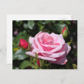 roze roze rozenbloemen gefeliciteerd met hun verja briefkaart (Voorkant / Achterkant)