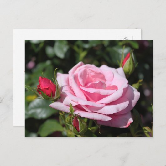 roze roze rozenbloemen gefeliciteerd met hun verja briefkaart (Voorkant / Achterkant)