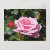 roze roze rozenbloemen gefeliciteerd met hun verja briefkaart (Voorkant)