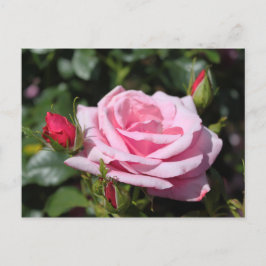 roze roze rozenbloemen gefeliciteerd met hun verja briefkaart
