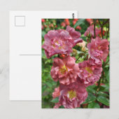 Roze roze schoonheid briefkaart (Voorkant / Achterkant)