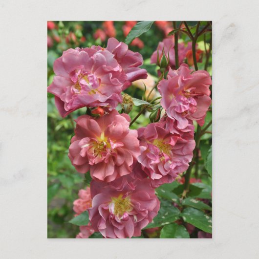Roze roze schoonheid briefkaart (Voorkant)