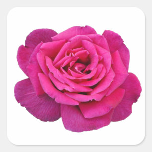Roze roze schoonheid vierkante sticker