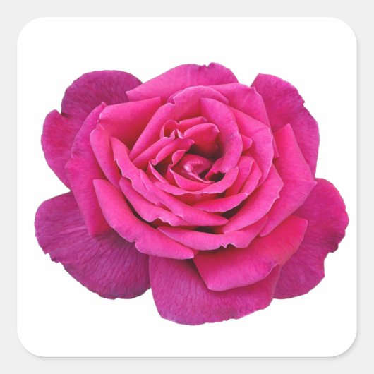 Roze roze schoonheid vierkante sticker (Voorkant)