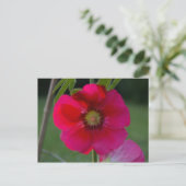 Roze roze van Sharon-Briefkaart Briefkaart (Staand voorkant)