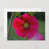 Roze roze van Sharon-Briefkaart Briefkaart (Voorkant / Achterkant)