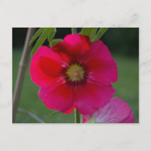 Roze roze van Sharon-Briefkaart Briefkaart