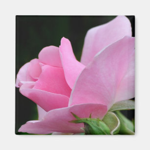 Roze roze ventilator magneet