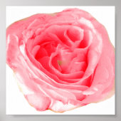 Roze roze ventilator poster (Voorkant)