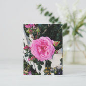 Roze roze witte omheining briefkaart (Staand voorkant)