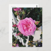 Roze roze witte omheining briefkaart (Voorkant / Achterkant)