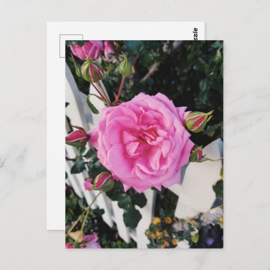 Roze roze witte omheining briefkaart (Voorkant / Achterkant)