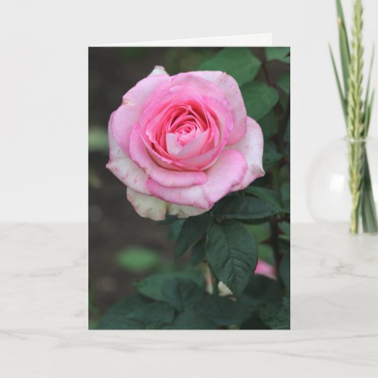 Roze roze witte Wenskaart Bedankkaart (Voorkant)