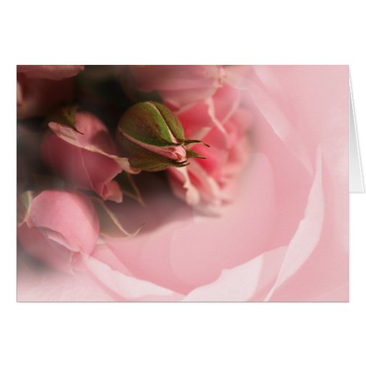 Roze rozen (Voorkant Horizontaal)