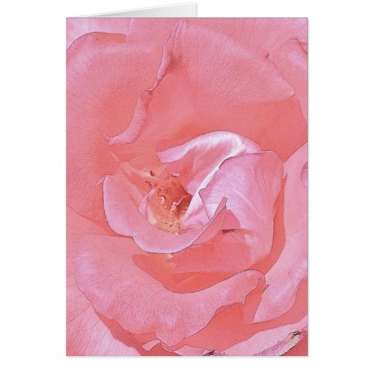 Roze rozen (Voorkant)