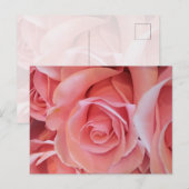 Roze Rozen Ansichtkaart Briefkaart (Voorkant / Achterkant)