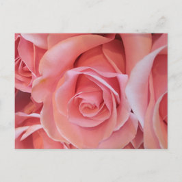 Roze Rozen Ansichtkaart Briefkaart